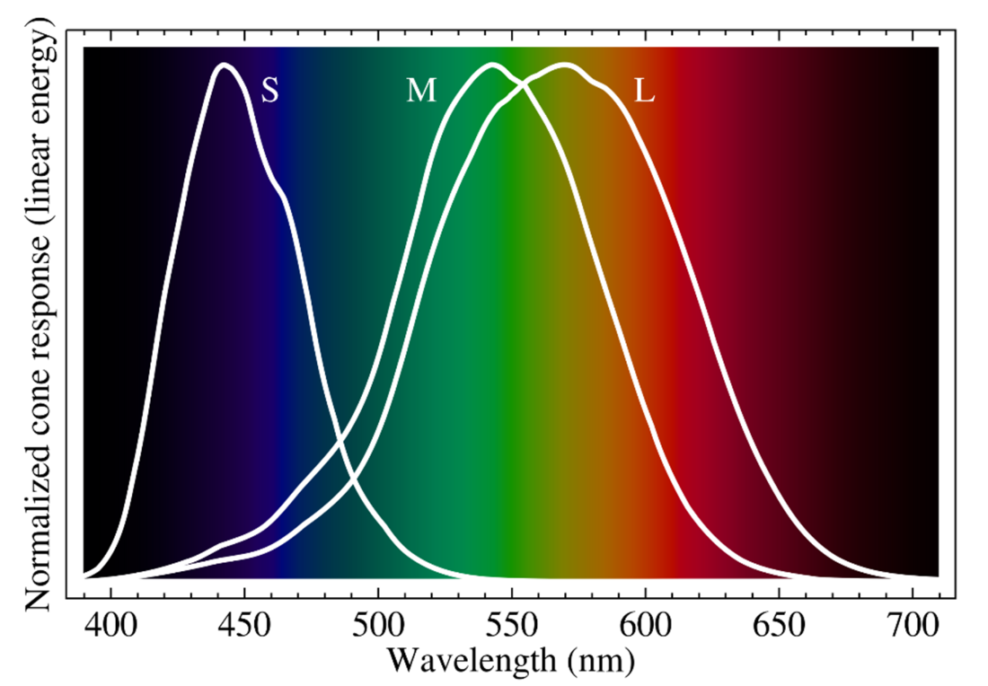 Response-curves of the human eye at different wavelengths