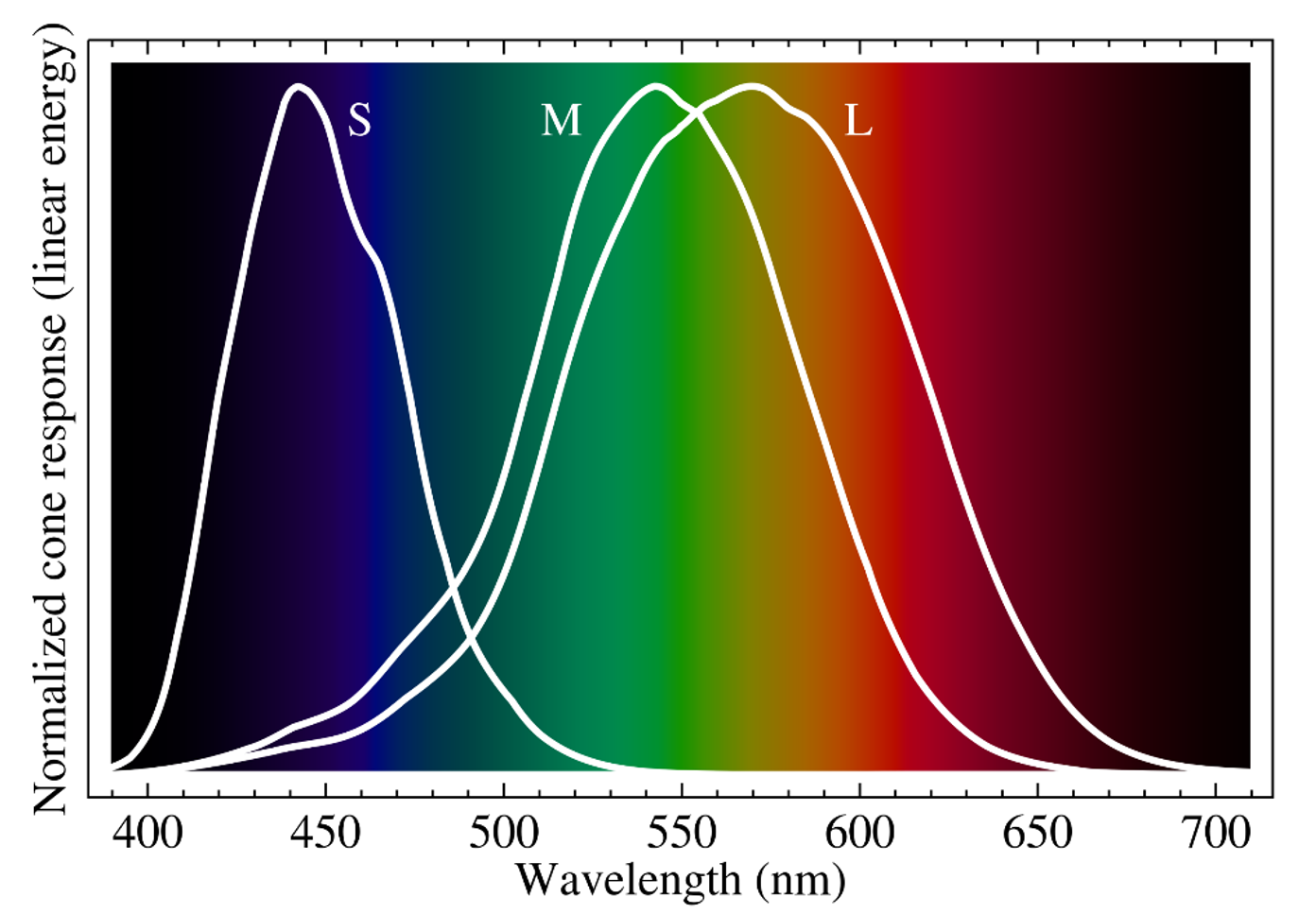 Response-curves of the human eye at different wavelengths