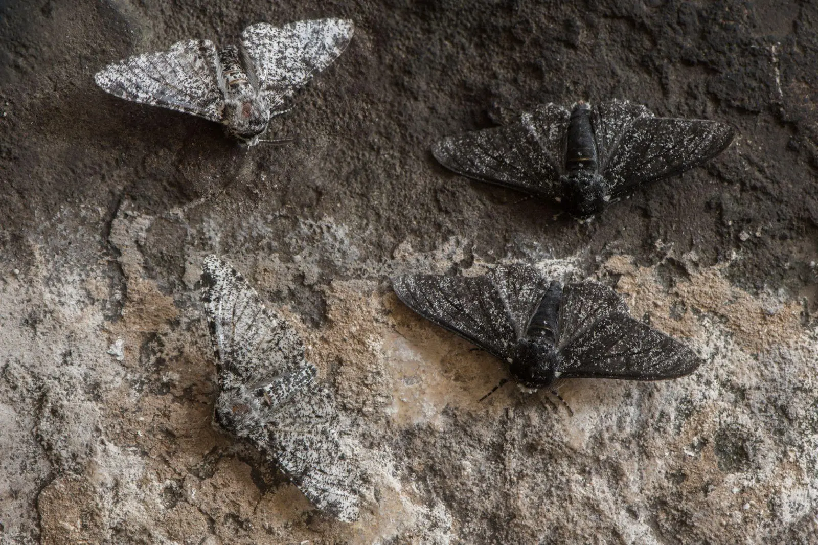 black and white peppered English moths