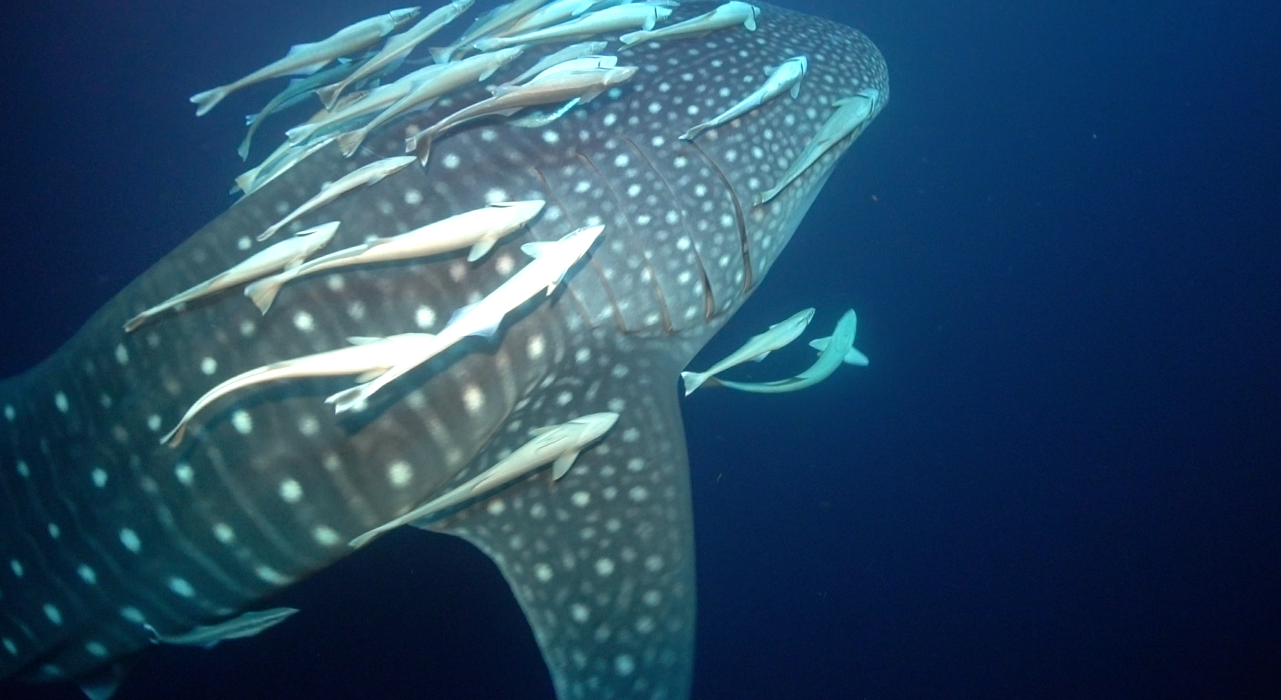 Whale shark with remoras